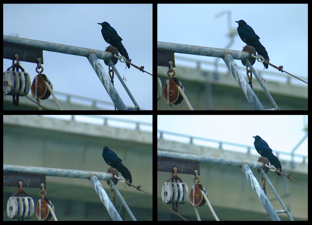 (50) crow montage.jpg   (1000x720)   236 Kb                                    Click to display next picture